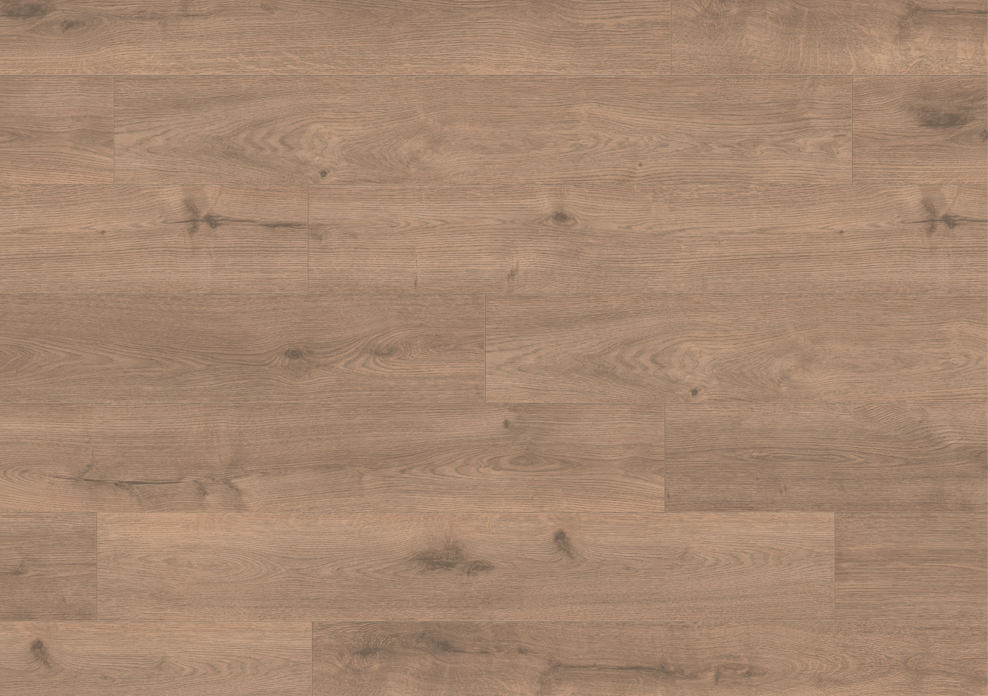 8mm Olympus Oak